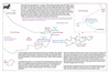 coo1b06 strait le maire_thumb.gif